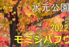 【Views】2528『モミジバフウ ～ 車を染める紅葉【2022】水元公園』3分52秒