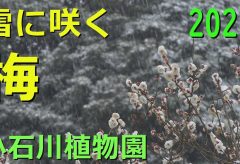 【Views】2623『雪に咲く梅』3分30秒