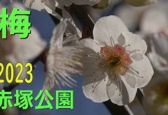 【Views】2642『梅の花【2023】赤塚公園城址地区』2分50秒