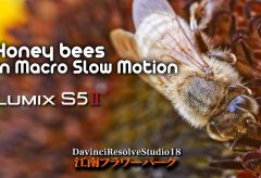 【Views】2644『Honey bees in Macro Slow Motion』2分28秒