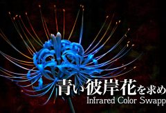 【Views】2690『青い彼岸花を求めて / Infrared Color Swapping』2分1秒