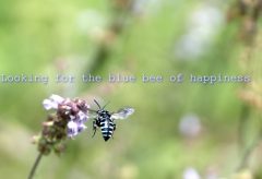 【Views】2695『幸せの青い蜂を探して』4分41秒