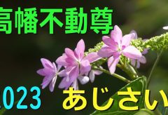 【Views】2722『アジサイの季節～花と虫たち』3分30秒