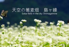 【Views】2724『天空の蕎麦畑を行く 島ヶ峰』5分22秒