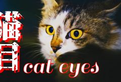 【Views】2749『猫目-cat eyes-』3分12秒