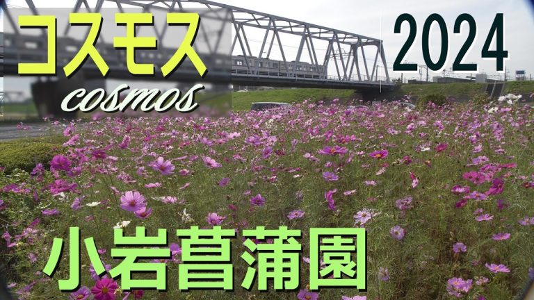 Views | VIDEO SALON.web | 映像制作・動画編集のための月刊誌